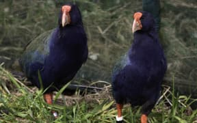 Two Takahē, Bendigo and Waitaa, have been released at Zealandia