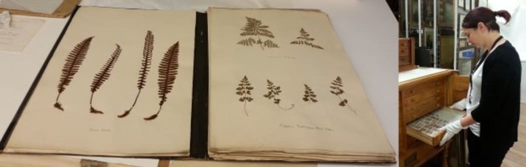 Photos from left to right of the book of pressed ferns being catalogued and Jo Fitness with the Dr Ken Fox collection
