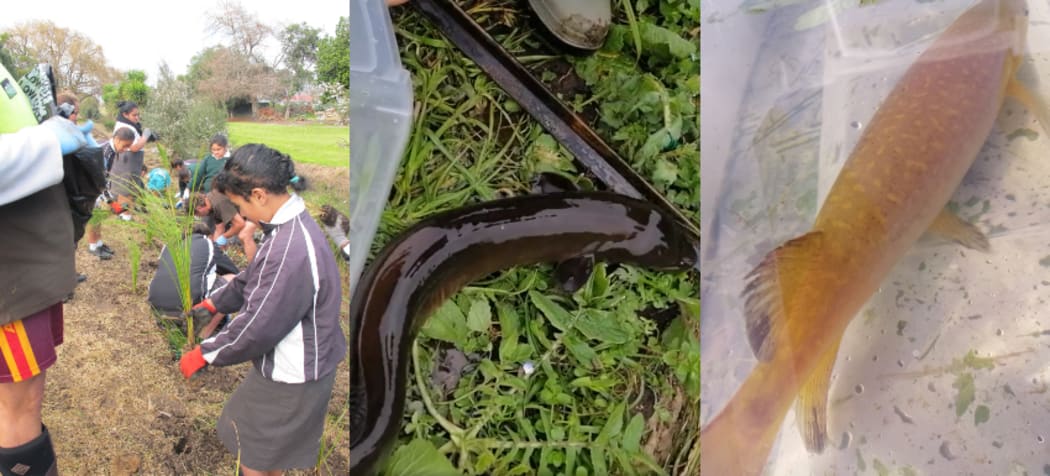 Children at a Tararata Stream planting event, a long-finned eel and a giant kōkopu that were found living in the stream.
