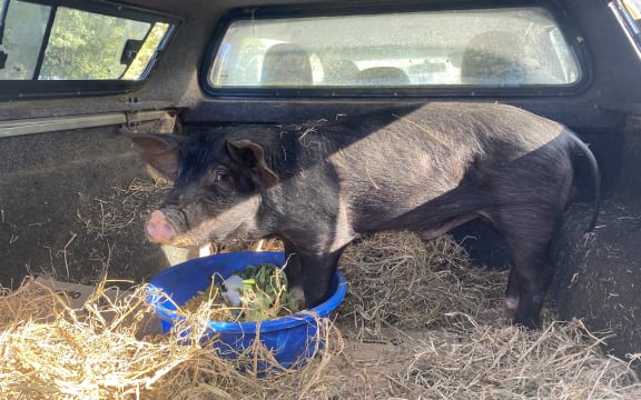 Reggie ready to hit the road after his adventures on an Auckland motorway.