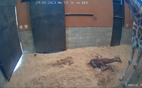 Zuri and Sunny's new baby giraffe at Wellington Zoo.