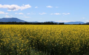 Regional Wrap crops Canterbury Early November
