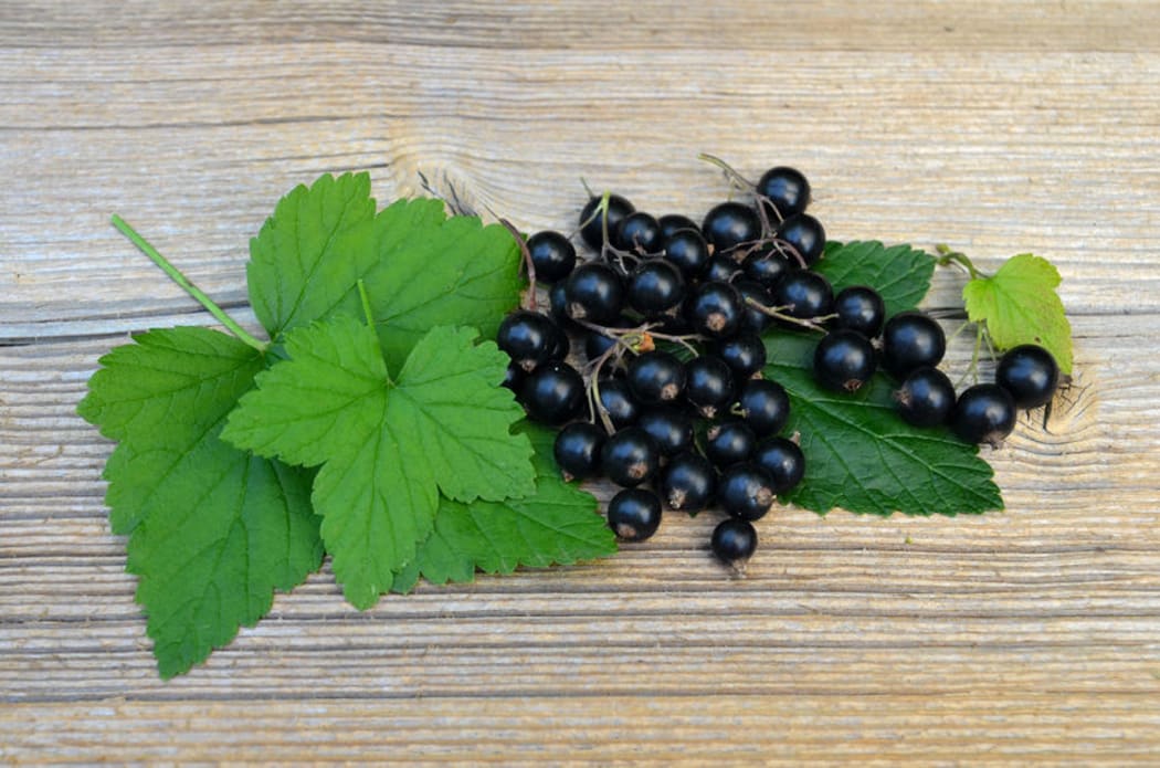Blackcurrants