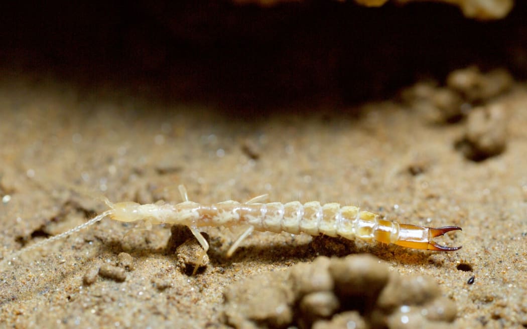 Cave Dipluran