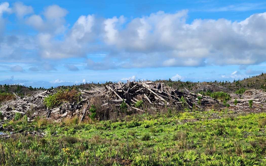 Piles of slash after harvest