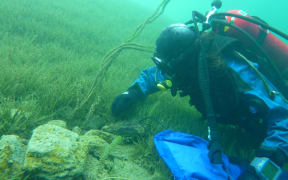 A diver hand weeding lagarosiphon.