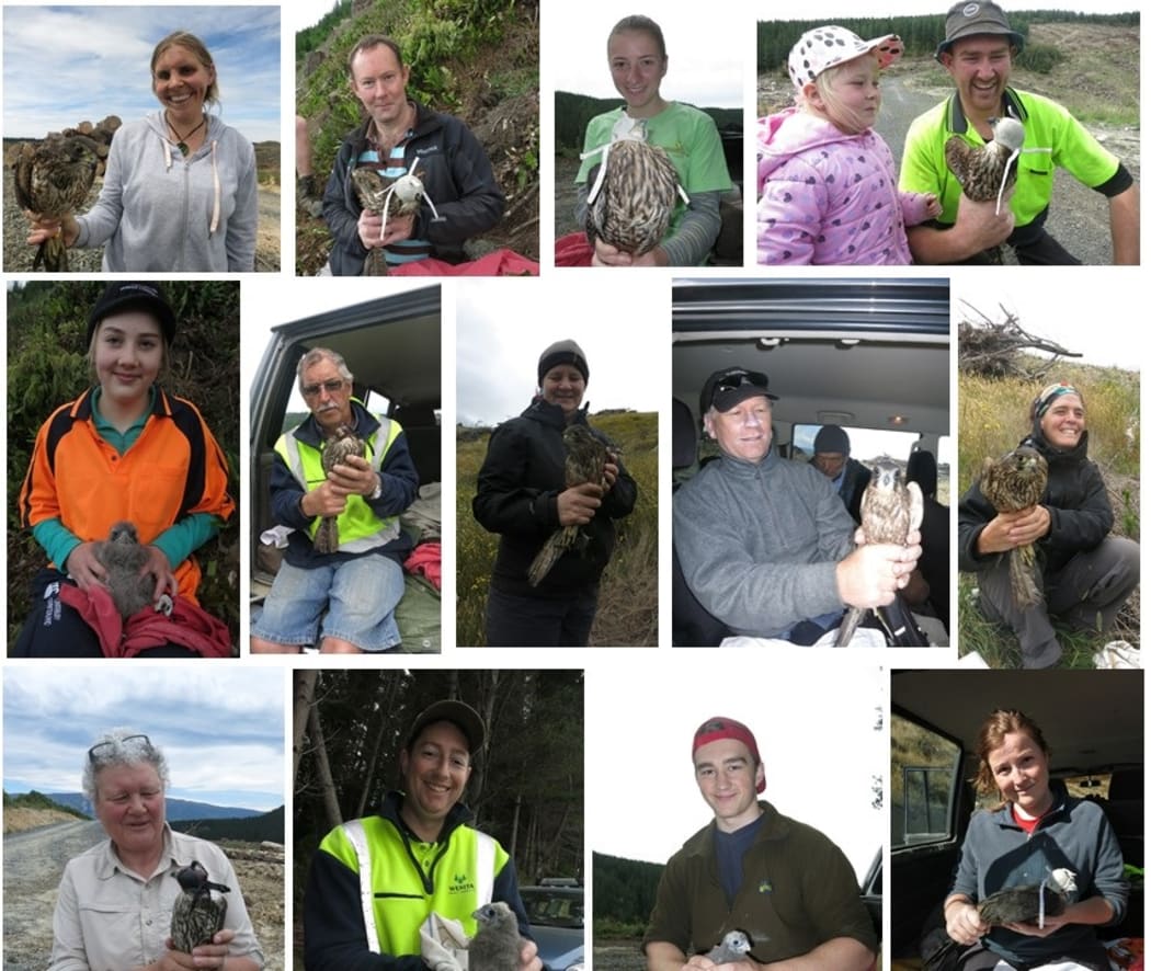 There are plenty of volunteers from Dunedin and the local forestry companies who are keen to help band young falcons.