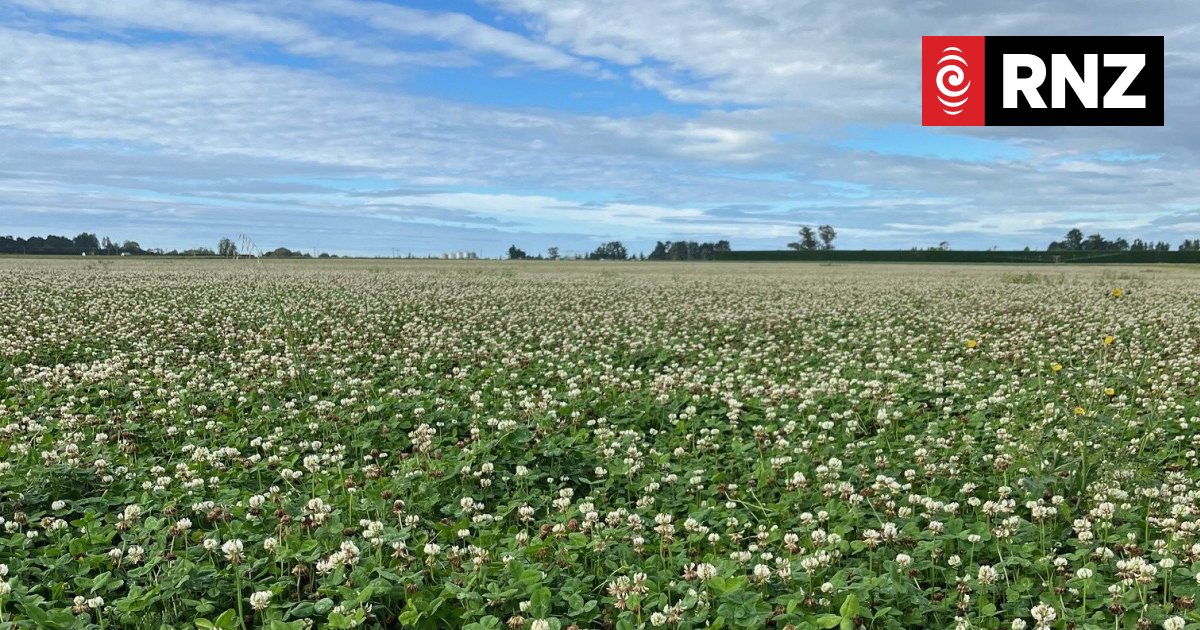 Farmers frustrated by Canterbury's recent bad weather