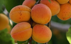 Apricot on tree.