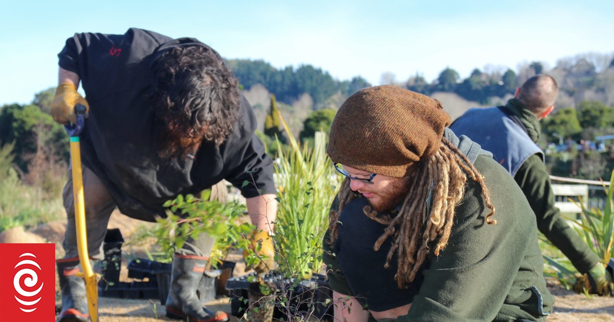 Old dump site discovered at whitebait restoration site