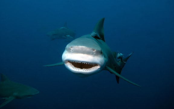 Bull shark, Carcharhinus leucas, Carcharhinidae, Mozambique, Indian Ocean.