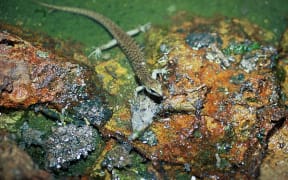 Suter's skink