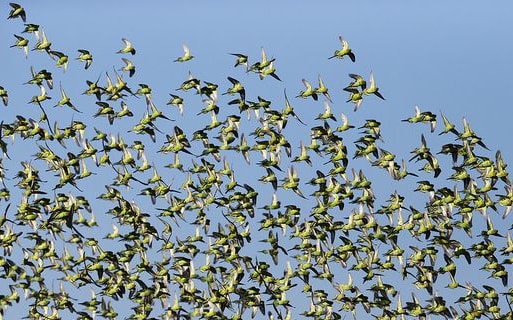 No budgies will collide in this picture