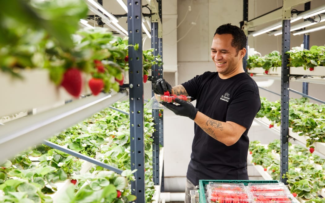 Harvesting berries at 26 Seasons