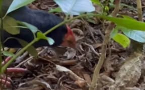 A tuatara and takahē scrap