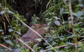 A capybara hides in the bushes bordering the Rio 2016 Olympics golf venue.