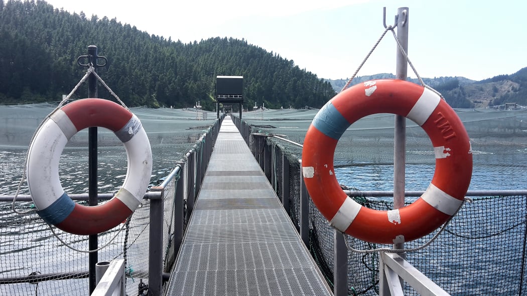 One of NZ King Salmon’s farms in the Marlborough Sounds.