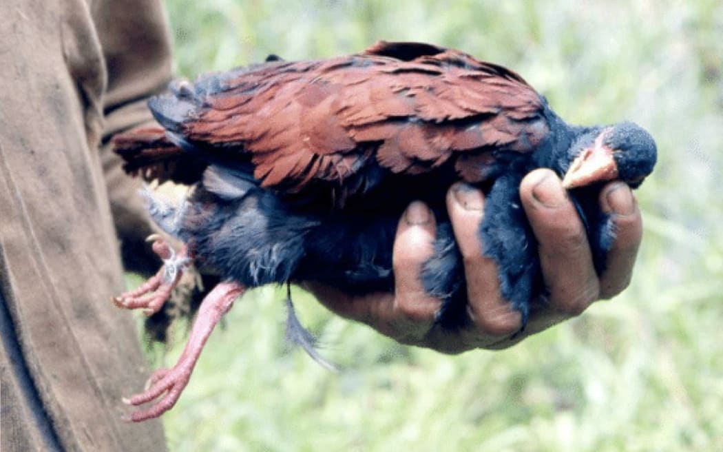 An unfortunate adult Manumea mistakenly shot during pigeon hunting. This is an old photo shared to show the variation in color patterns.