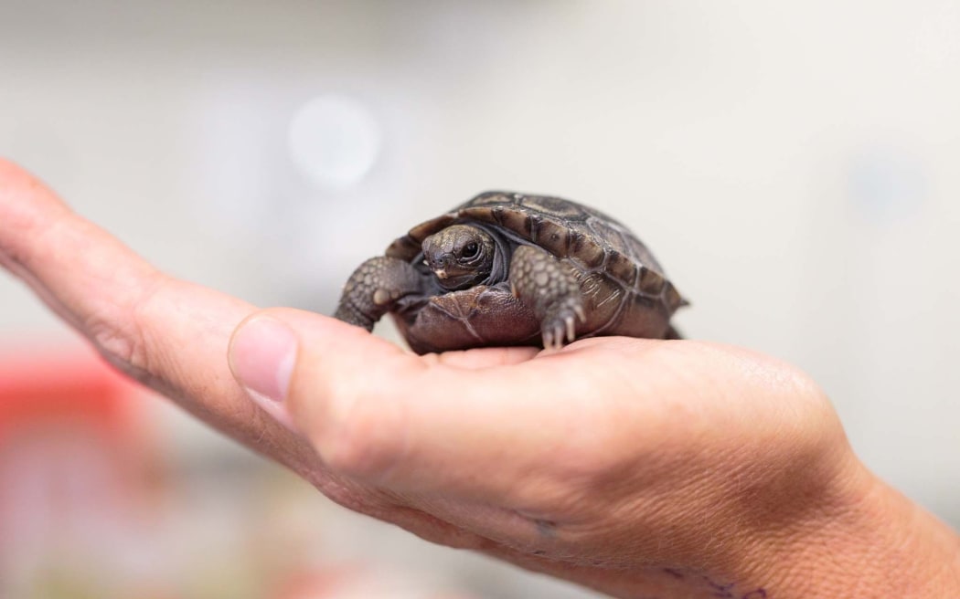 The Galapagos tortoise hatchling is the offspring of first time-parents aged in their 40s.
