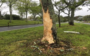 The car crashed into this tree on St Lukes Road after trying to overtake another vehicle