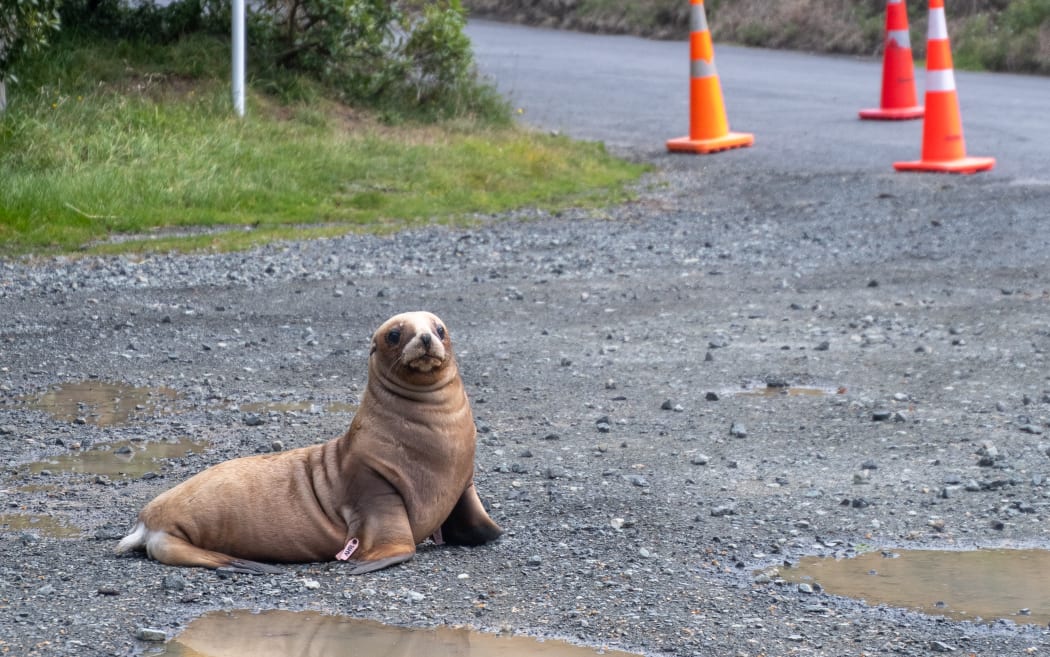Dunedin sealion
