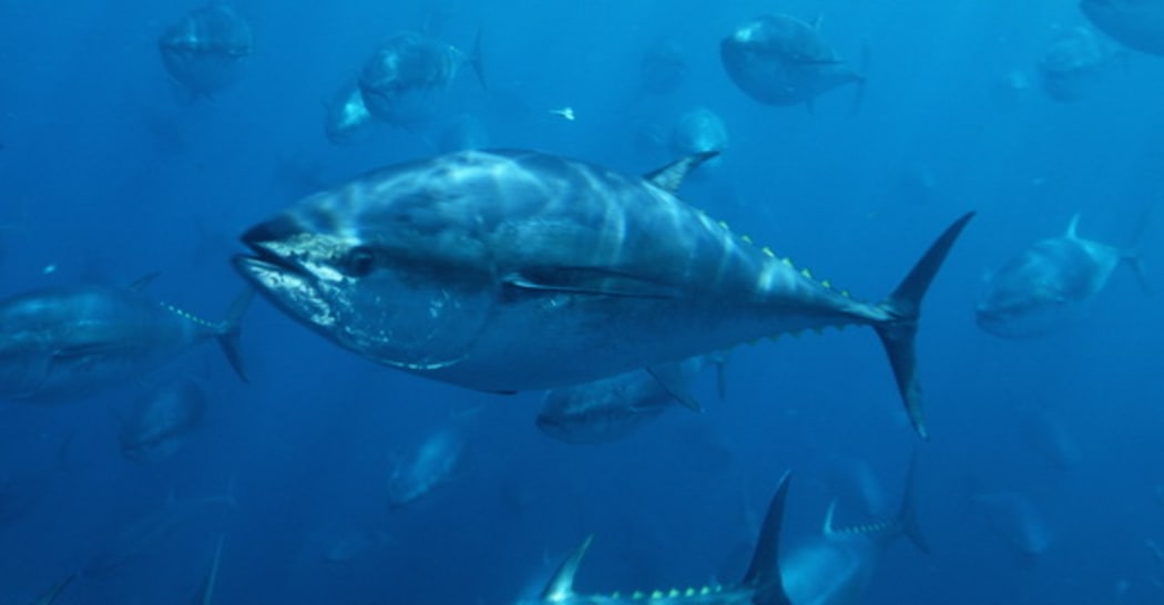 Pacific Bluefin