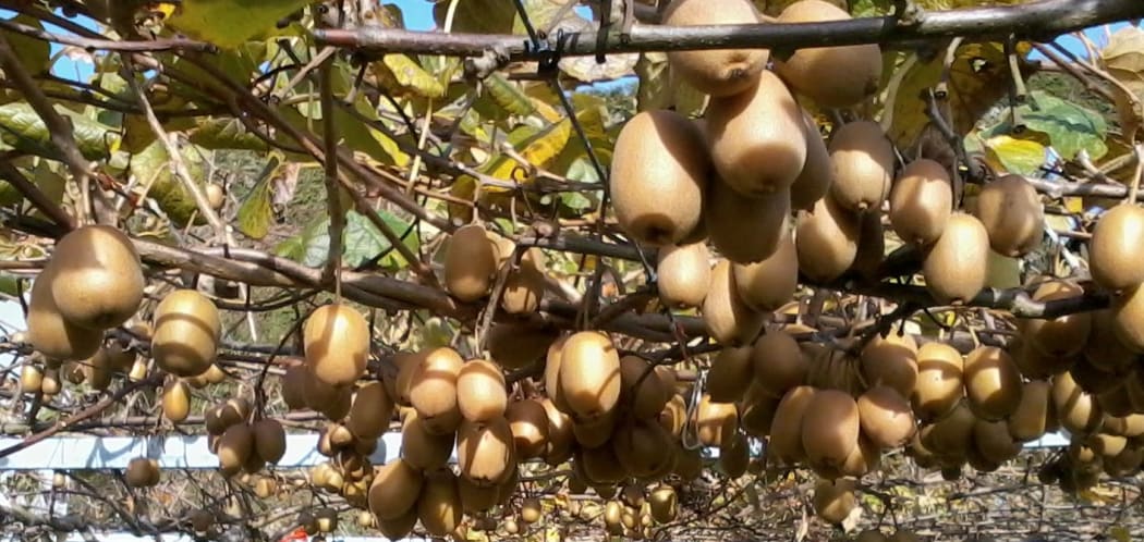 Kiwifruit