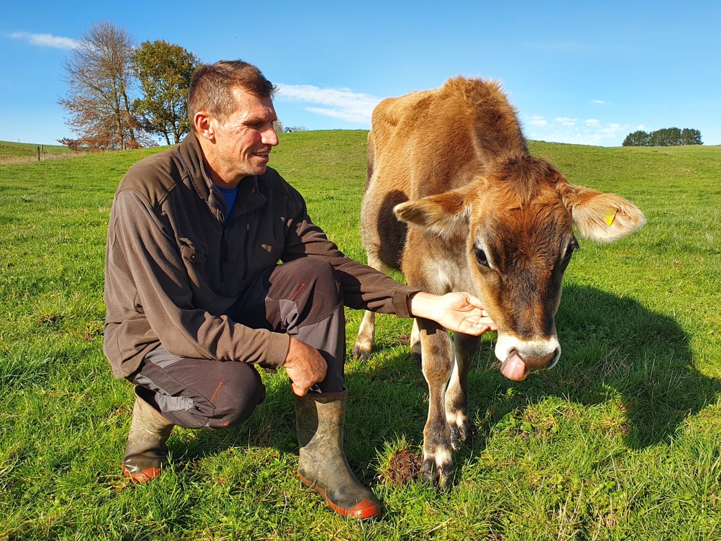 Chris Falconer with Poppy, the jersey calf.