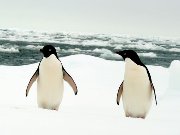 A pair of Adélie penguins