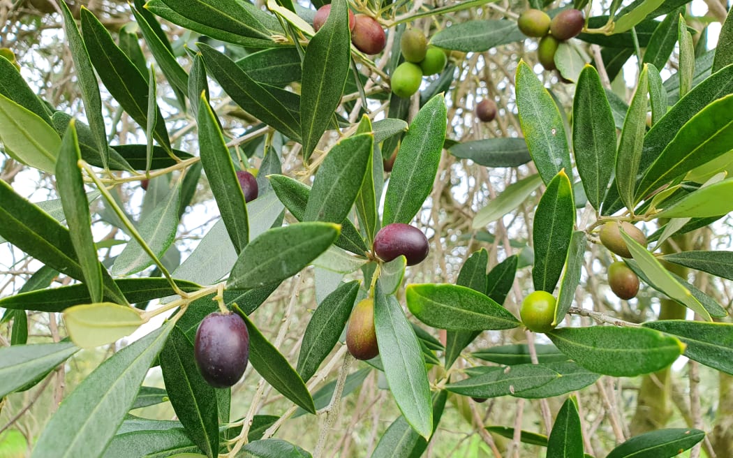 An Italian chef on the global olive oil shortage RNZ