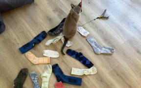 Helen North says her cat steals the neighbours clothes.