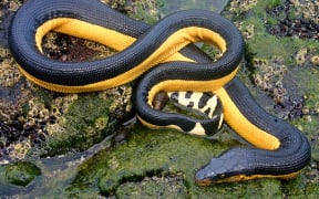 Yellow-bellied sea snake