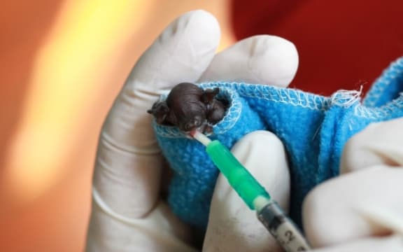 Feeding a Lesser Short Tailed Bat Pup (Auckland Zoo)