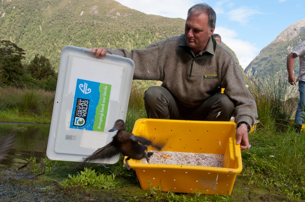 DoC ranger Andrew Smart releases one of the pateke into the wild.