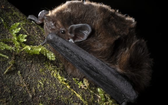 long-tailed bats, or pekapeka-tou-roa.