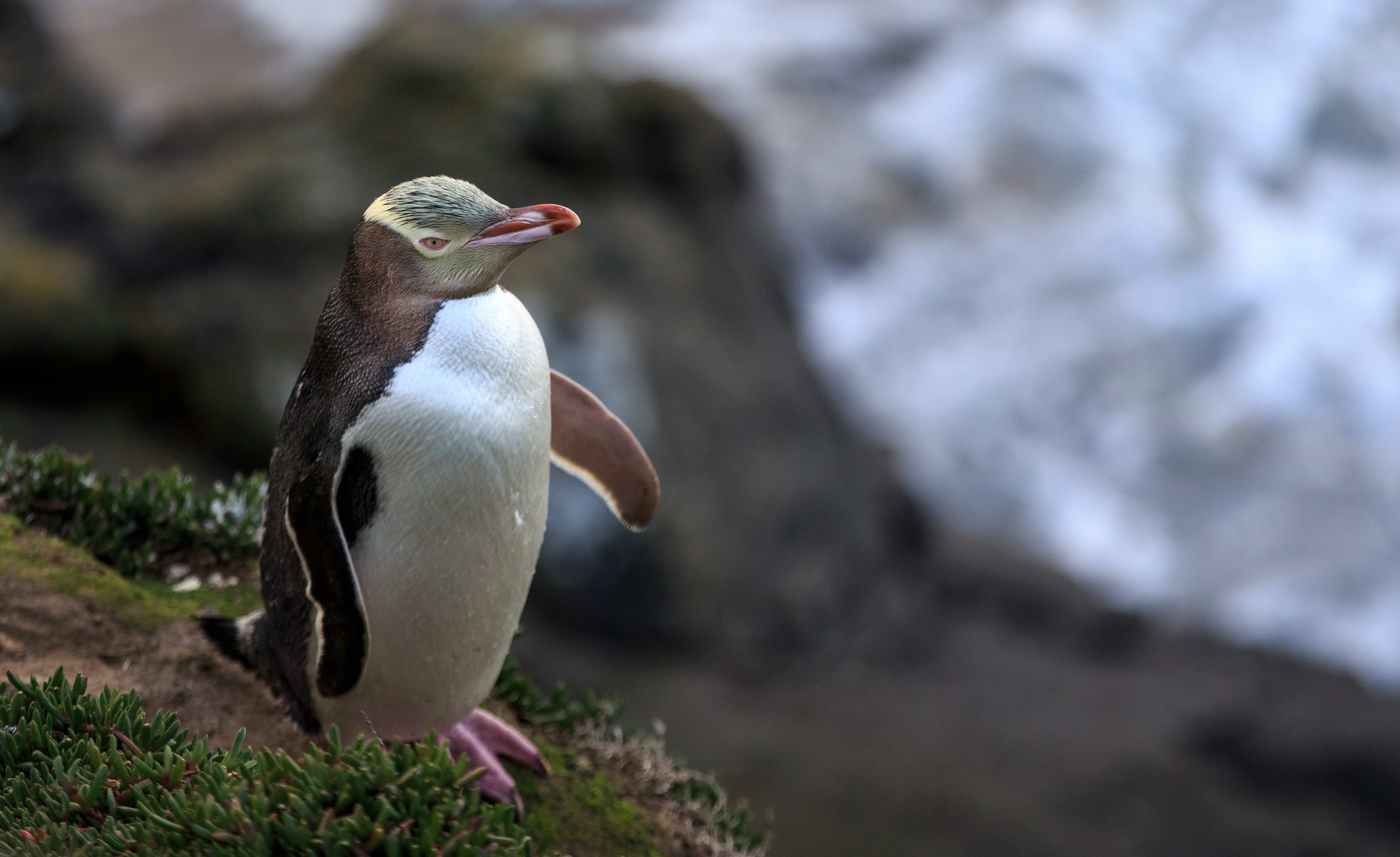 A yellow-eyed penguin at Moeraki