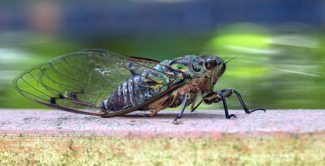 Cicada beside Sandy Werner's bird bath
