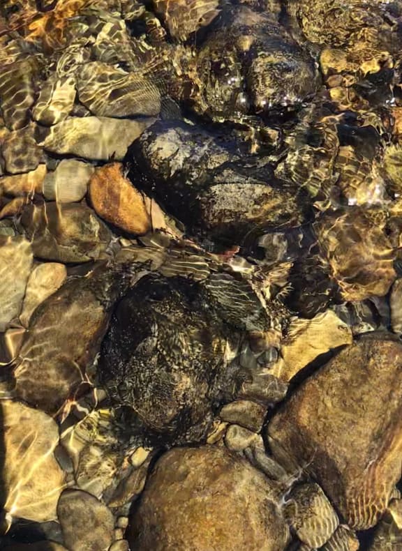 Toxic algae attached to rocks in the Ruamāhanga river