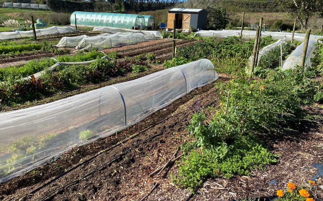 The market garden is on a quest to pay for itself which a wide range of vegetables and salad mixes.