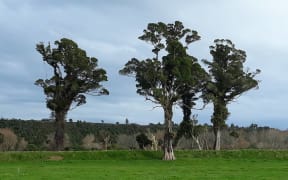 West Coast locals are furious the four 300-year-old rātā trees in Karamea are set to be cleared to make way for $400,000 improvements to the river stopbank.