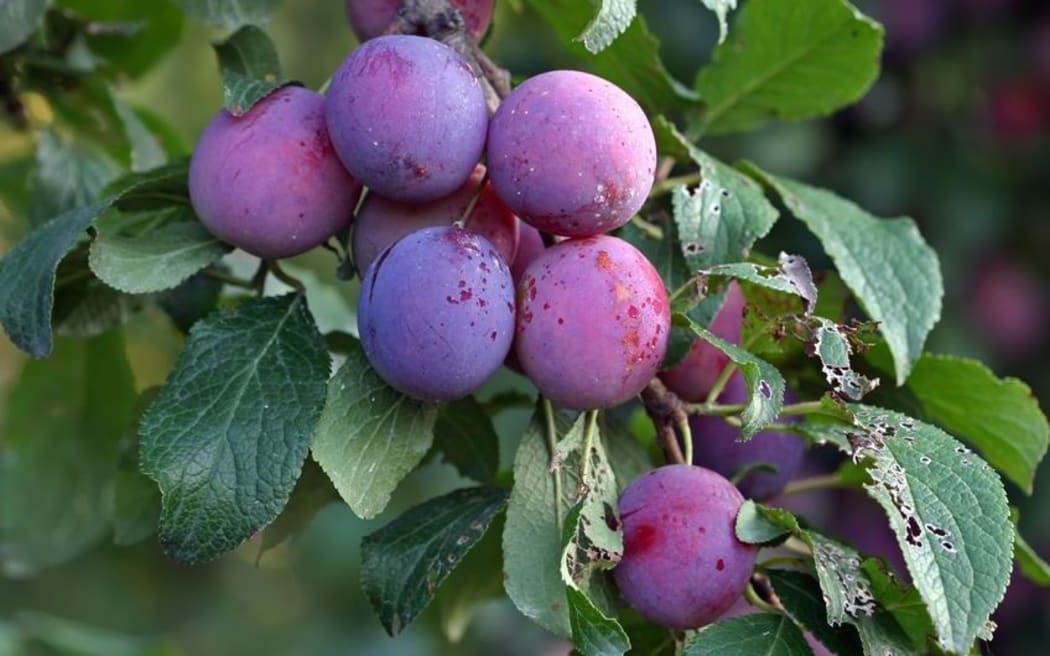 Plums