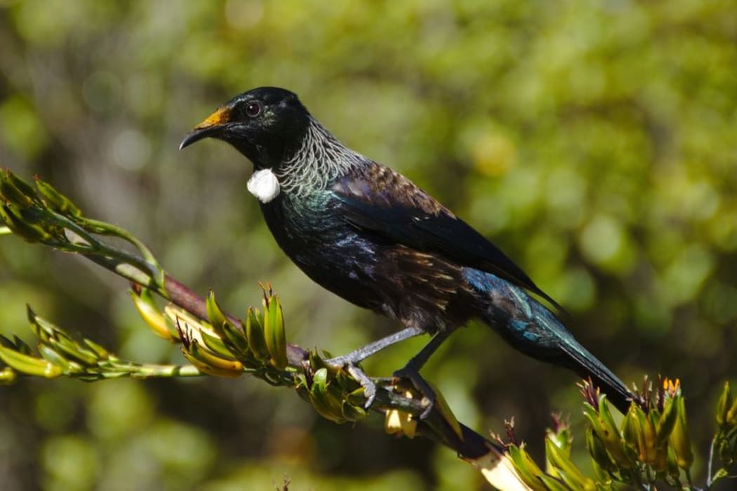 It is not known how lead is getting into the tui's food chain.