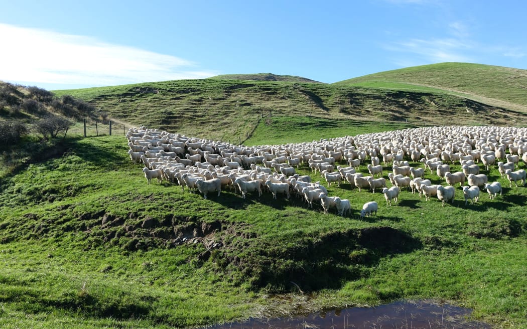 Sheep on Daniel Maxwell's North Canterbury farm.