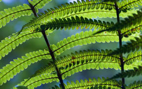 New Zealand fern