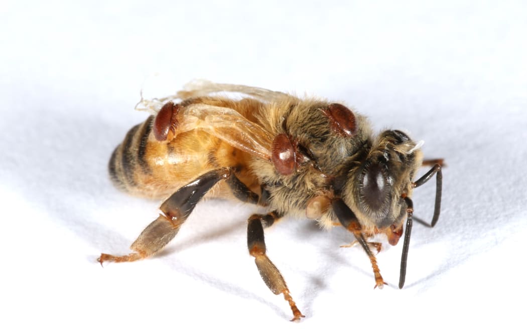 a picture of a honeybee parasitised by varroa mites