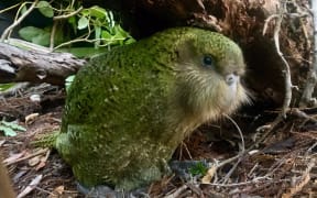 Boomer-3-A is a male kākāpō chick, who has been raised by foster mum Queenie.