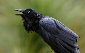 An Australian Raven