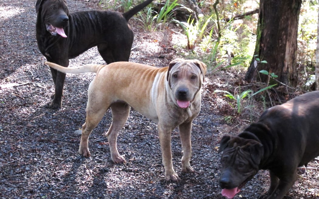 A pack of roaming sharpei-cross dogs in bush near Paihia in the Bay of Islands.