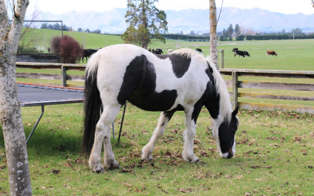 Horse grazing  in North Canterbury