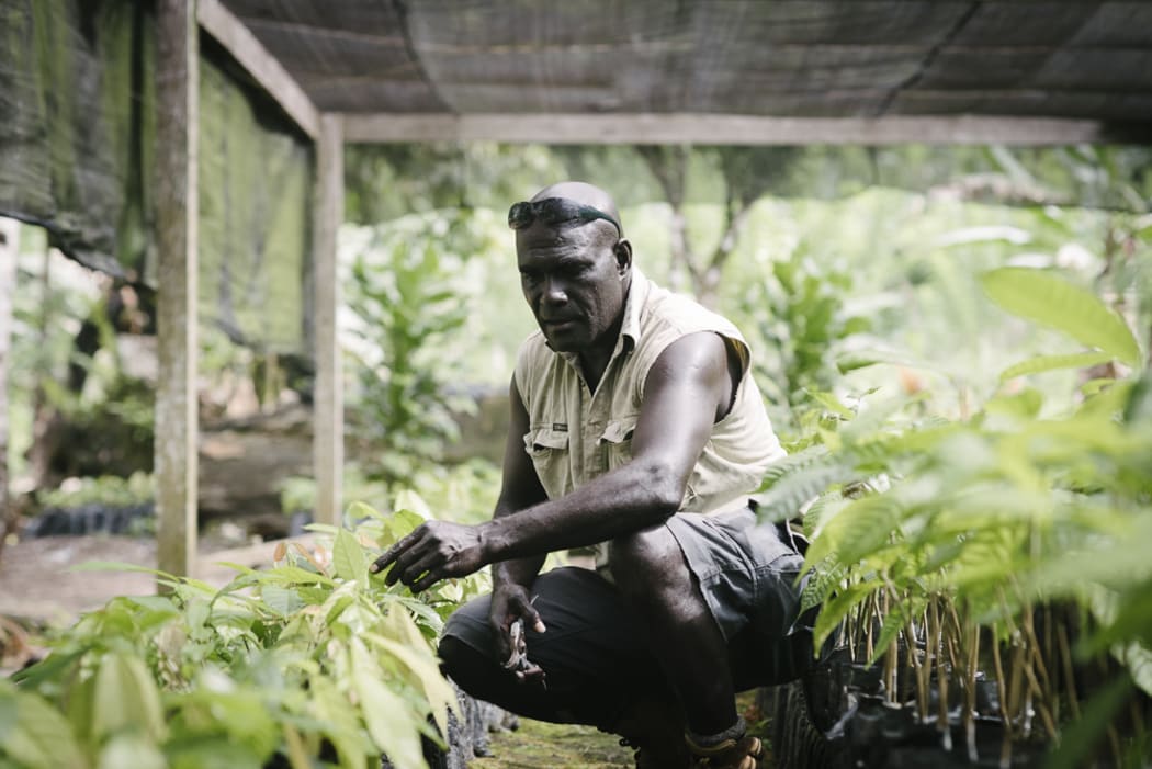 Former combatant and now cocoa project leader Timothy Koluvai, in his cocoa nursery in Konnou, Bougainville.